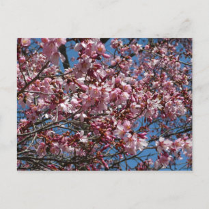 Carte Postale Cherry Blossoms et Blue Sky Spring Floral