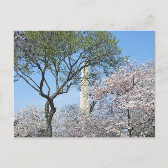 Carte Postale Cherry Blossoms et le monument de Washington à DC (Devant)