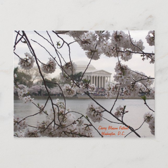 Carte Postale Cherry Blossoms on the Tidal Basin (Devant)