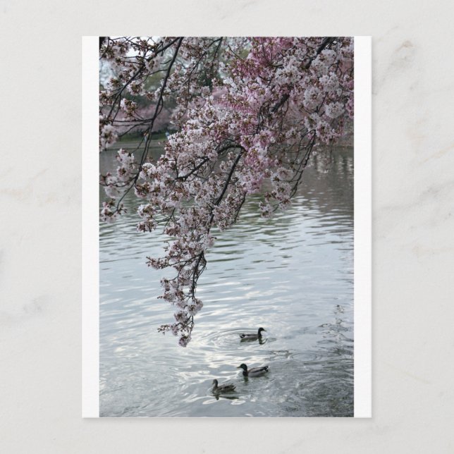 Carte Postale Cherry Blossoms Washington DC (Devant)