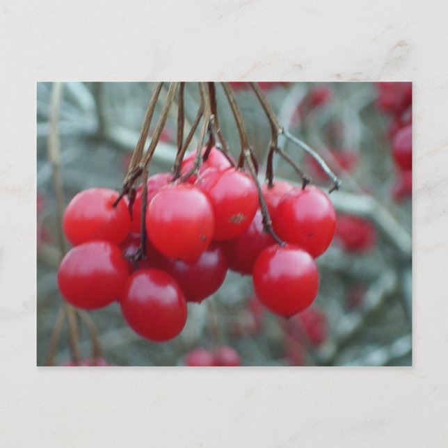 Carte Postale Cherry sauvage (Devant)