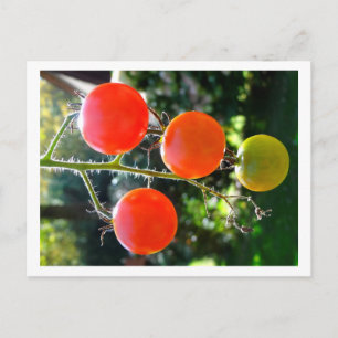 Carte postale Cherry Tomato
