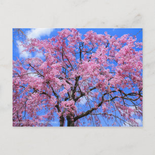 Carte Postale Cherry (Yaebenishidare) [Carte postale]