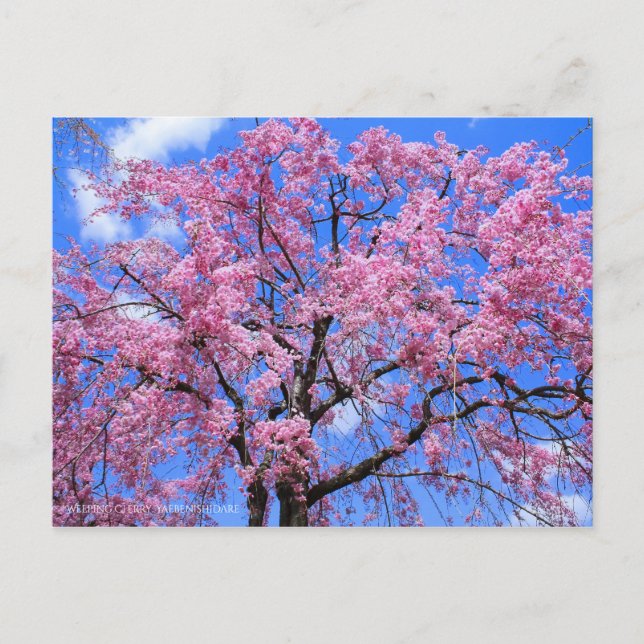 Carte Postale Cherry (Yaebenishidare) [Carte postale] (Devant)
