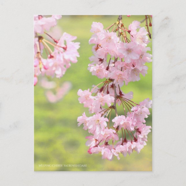 Carte Postale Cherry (Yaebenishidare) [Carte postale] (Devant)