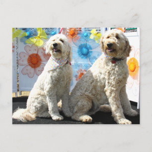 Carte Postale Chester et Lilly - GoldenDoodle -7
