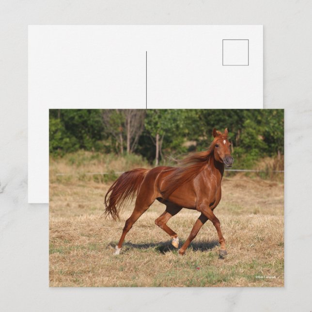 Carte Postale Chestnut Arabe Courir Mane et Queue (Devant / Derrière)