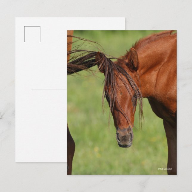 Carte Postale Chestnut Foin de sang chaud avec queue sur la tête (Devant / Derrière)