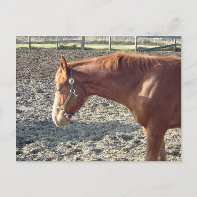 Carte Postale Chestnut Horse Love (Devant)