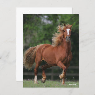 Carte Postale Chestnut Welsh Pony Mane et Flux de queue