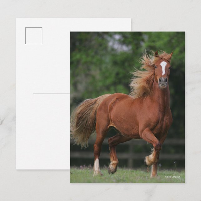 Carte Postale Chestnut Welsh Pony Mane et Flux de queue (Devant / Derrière)