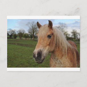 Carte Postale Cheval