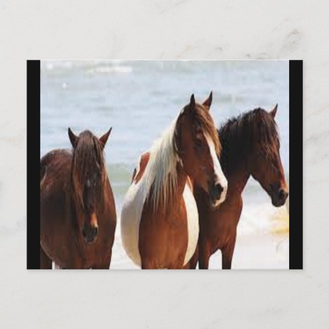 Carte postale Cheval (Devant)