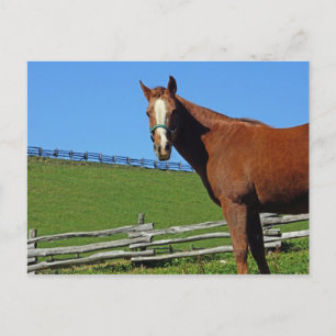 Carte postale Cheval