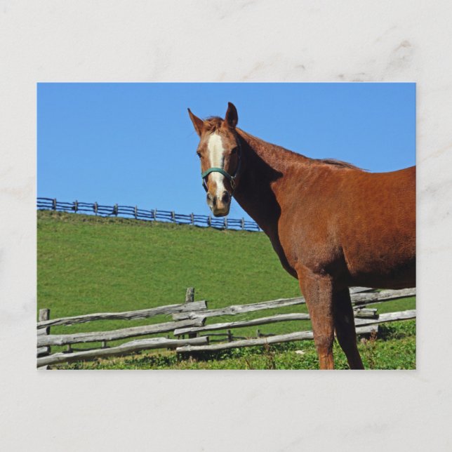 Carte postale Cheval (Devant)