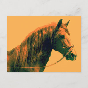 Carte Postale Cheval