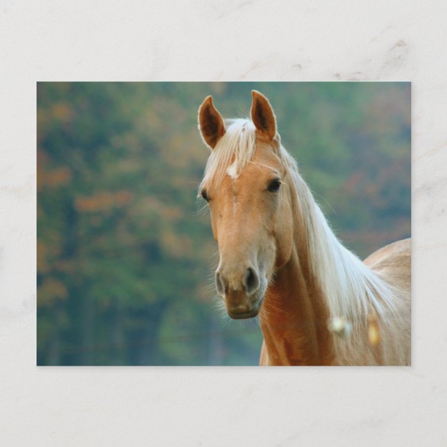 Carte Postale Cheval (Devant)