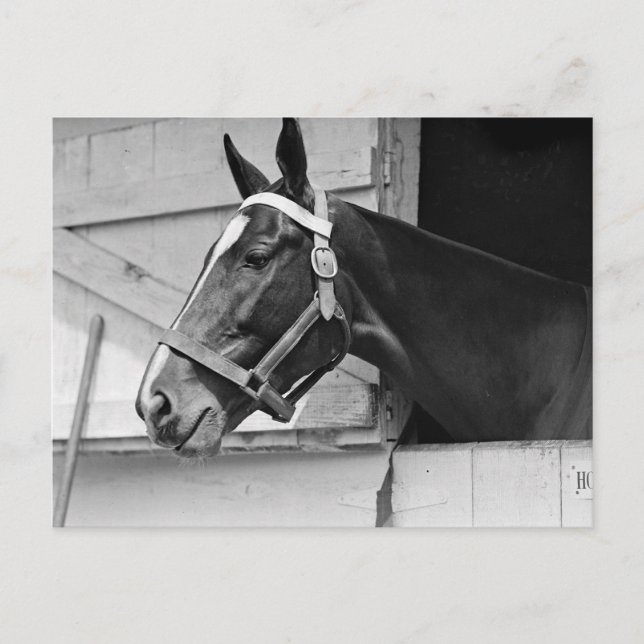 Carte Postale Cheval (Devant)