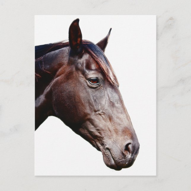 Carte Postale Cheval. (Devant)