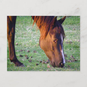 Carte Postale Cheval