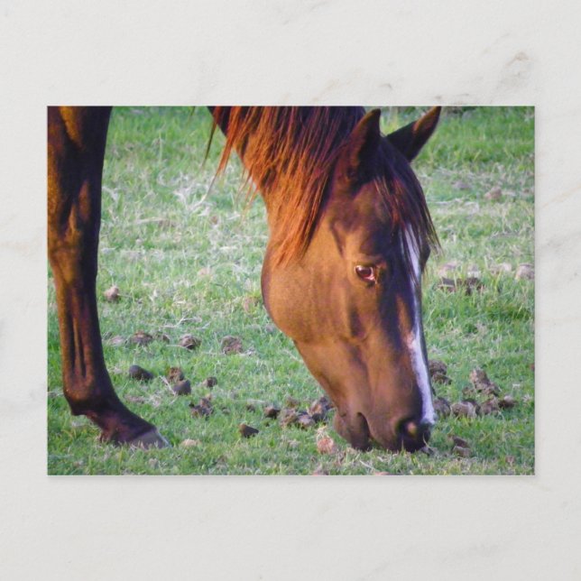 Carte Postale Cheval (Devant)