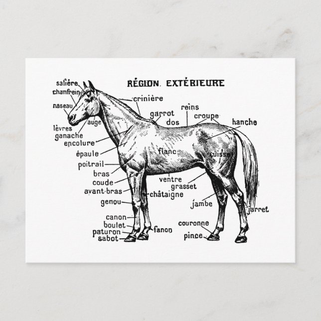 Carte Postale Cheval (Devant)