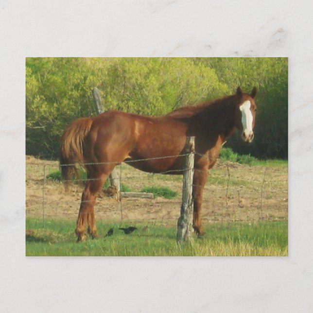 Carte Postale Cheval (Devant)