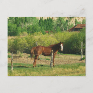 Carte Postale Cheval