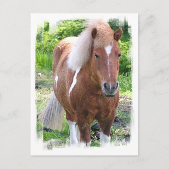 Carte postale Cheval (Devant)