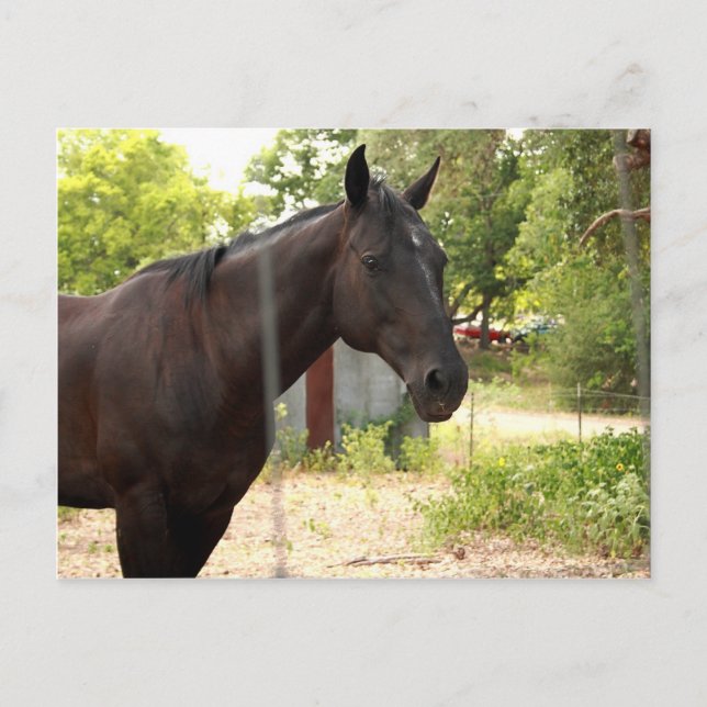 Carte postale Cheval (Devant)