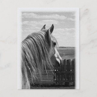 Carte Postale cheval
