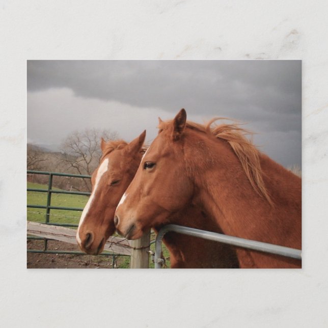 Carte postale Cheval (Devant)