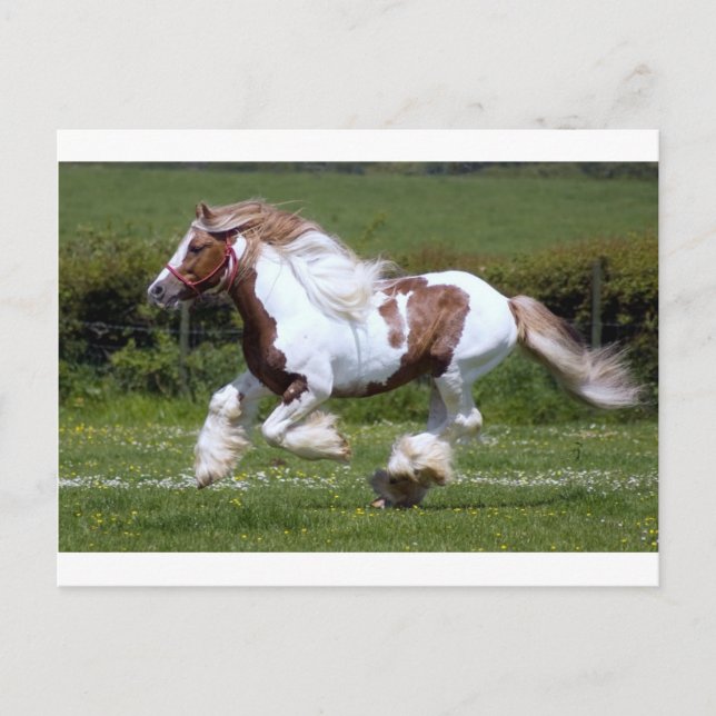 Carte Postale Cheval (Devant)