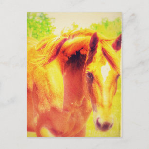 Carte Postale Cheval