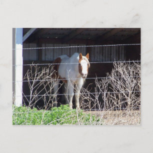 Carte Postale cheval