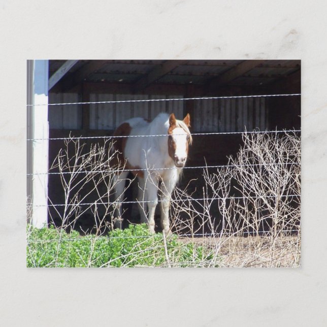 Carte Postale cheval (Devant)
