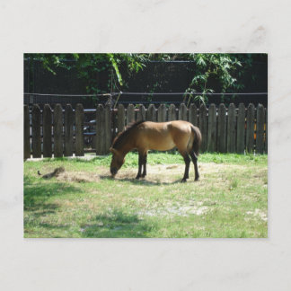 Carte postale Cheval
