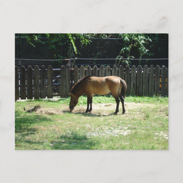 Carte postale Cheval (Devant)