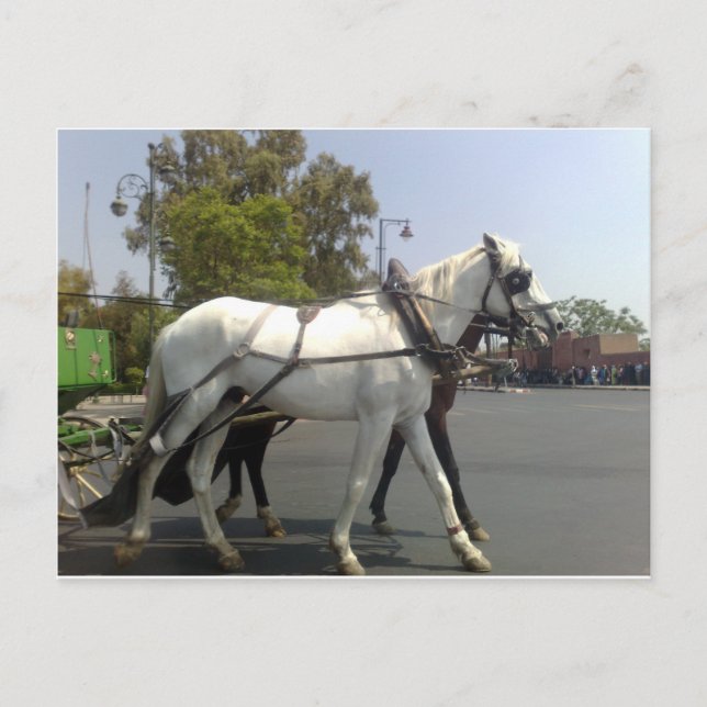 Carte Postale Cheval (Devant)