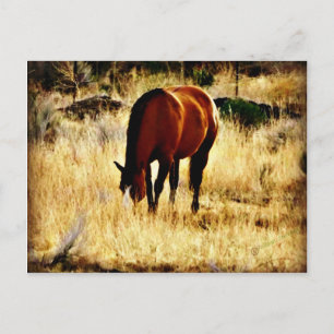 Carte Postale Cheval