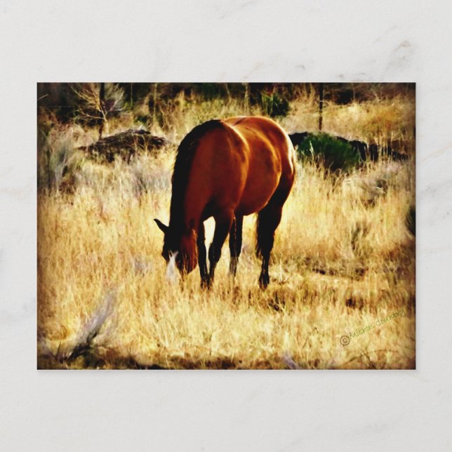 Carte Postale Cheval (Devant)