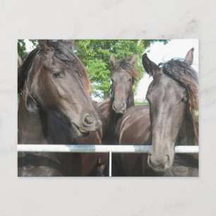 Carte postale Cheval