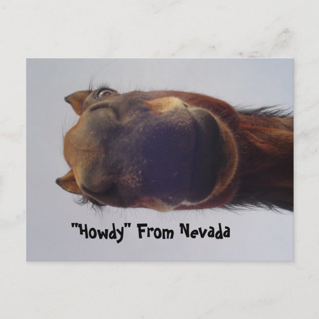 Carte Postale Cheval 1 (Devant)