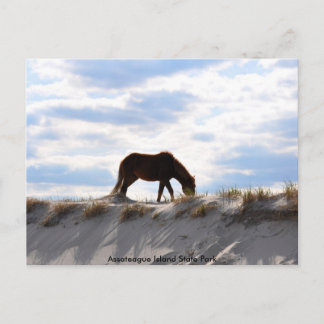 Carte Postale cheval 2, Parc d'état d'Assateague Island