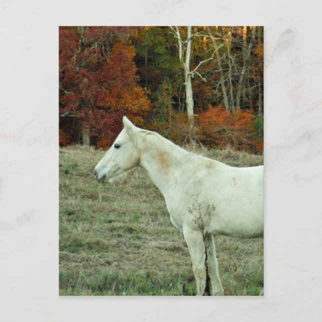 Carte Postale Cheval à la crème blanche dans un champ d'automne (Devant)
