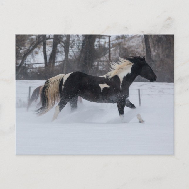 Carte Postale Cheval à travers la neige (Devant)