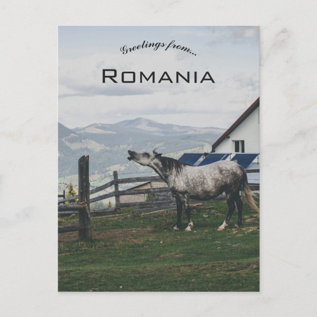 Carte Postale Cheval à Vatra Dornei Roumanie (Devant)