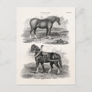Carte Postale Cheval agricole rétro des années 1800 vintage