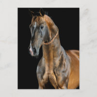 Cheval Akhal-Teke