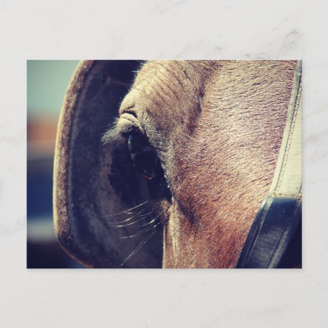 Carte Postale Cheval Amish (Devant)